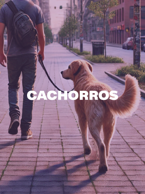 cachorros
